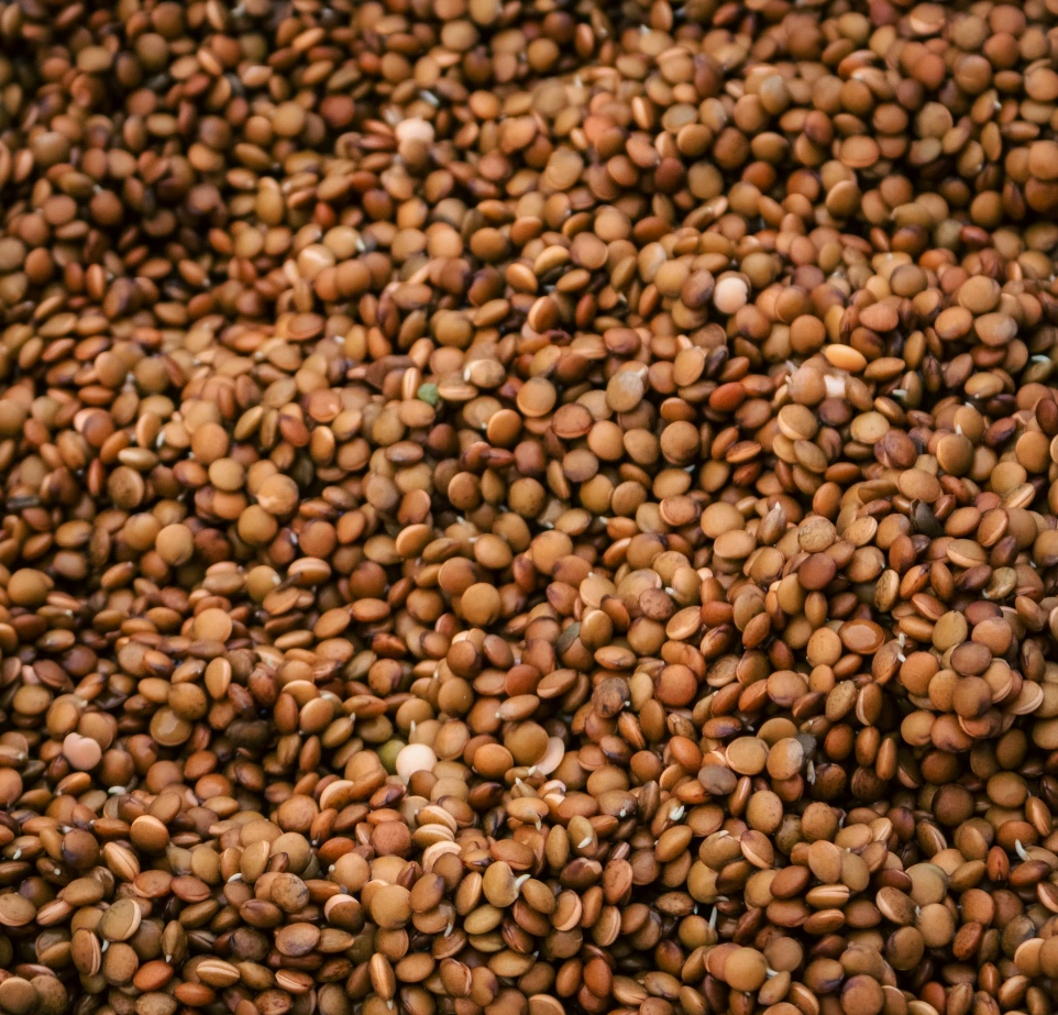 A pile of small brown lentils